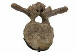 Triceratops Caudal Vertebra on Metal Stand - Wyoming #242360-1